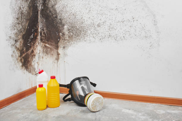 Best Office Mold Removal Services  in Penryn, CA