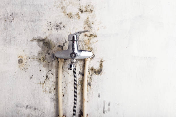 Best Toxic Mold Removal  in Penryn, CA