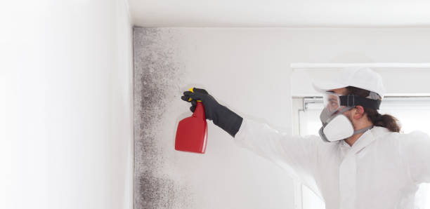 Best Attic Mold Removal  in Penryn, CA