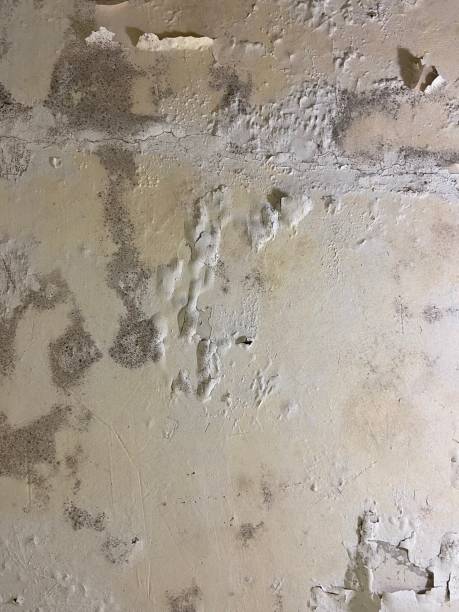 Mold Testing and Removal in Penryn, CA
