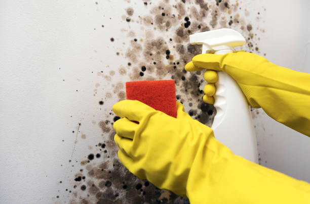 Best Mold Remediation  in Penryn, CA