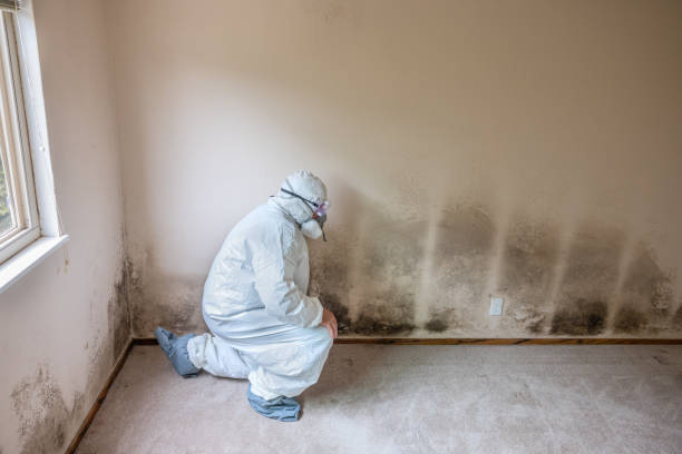 Best Toxic Mold Removal  in Penryn, CA