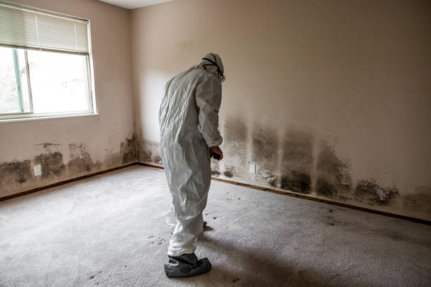 Best Black Mold Removal  in Penryn, CA