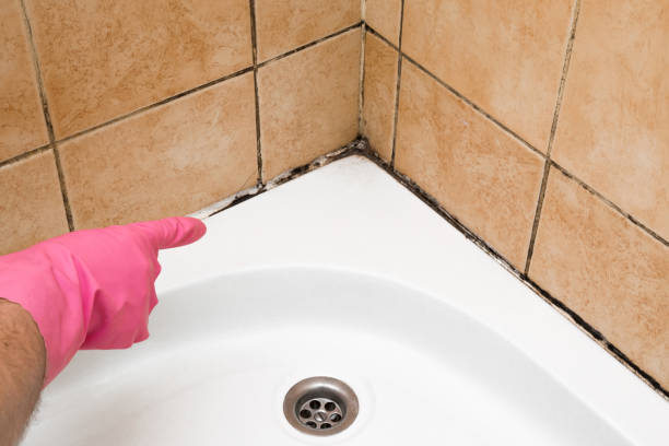 Best Attic Mold Removal  in Penryn, CA