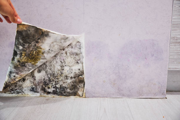 Best Residential Mold Removal  in Penryn, CA
